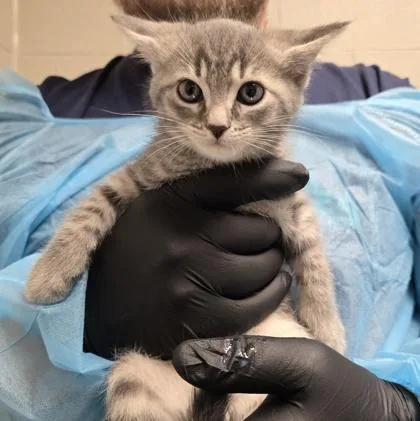 A baby small-sized male Domestic Short Hair cat named Sephiroth for adoption in Fairfax, VA
