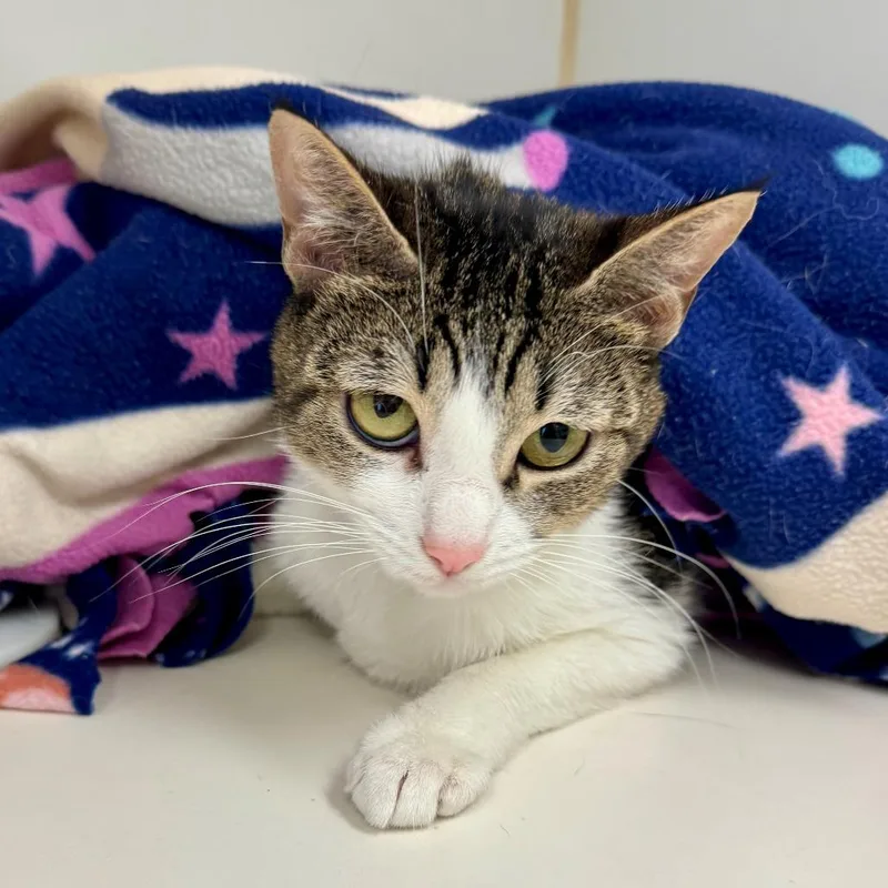An adult medium-sized female White Domestic Short Hair cat named Debbie for adoption in Hawthorne, CA