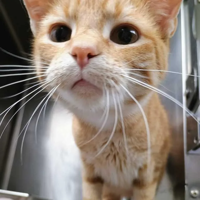 A young medium-sized male Orange / Red Domestic Short Hair cat named Noodle Doodle for adoption in Davenport, IA