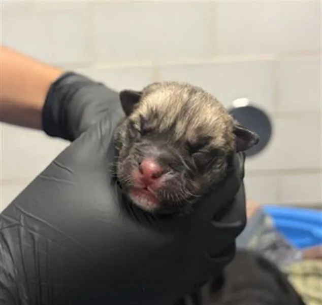 A baby large-sized female Mixed Breed dog named Salem for adoption in Dallas, TX