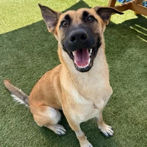 A young large-sized female Yellow / Tan / Blond / Fawn Belgian Shepherd / Malinois dog named Zoe for adoption in Hawthorne, CA