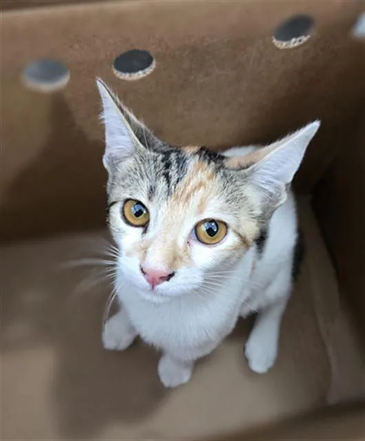 A baby medium-sized female Domestic Short Hair cat named Twix for adoption in Dallas, TX