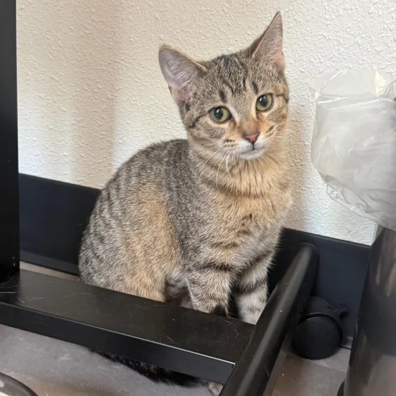 A baby small-sized female Brown / Chocolate Domestic Short Hair cat named Grasshopper for adoption in Garfield, AR