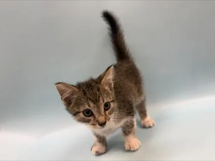 A baby small-sized male Domestic Short Hair cat named Apollo for adoption in Woodbury, MN