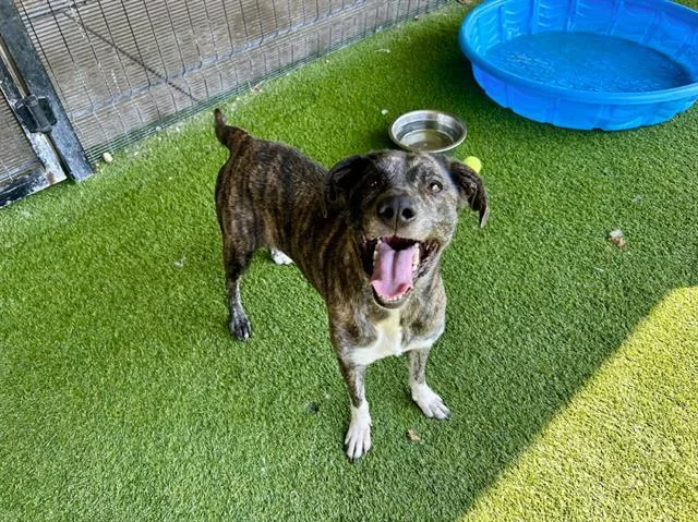 An adult large-sized female Plott Hound dog named Bella for adoption in Garland, TX