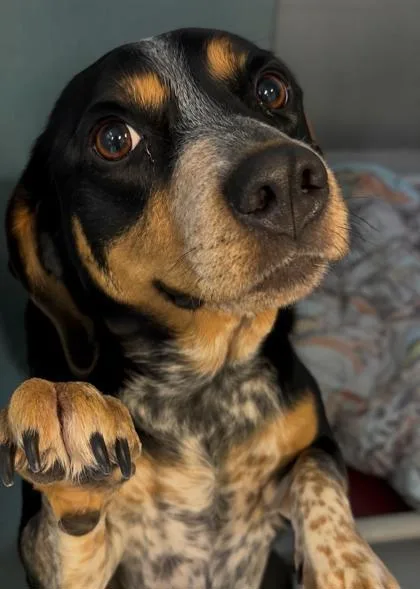 An adult medium-sized female Hound dog named Lady Bird for adoption in Cumming, GA