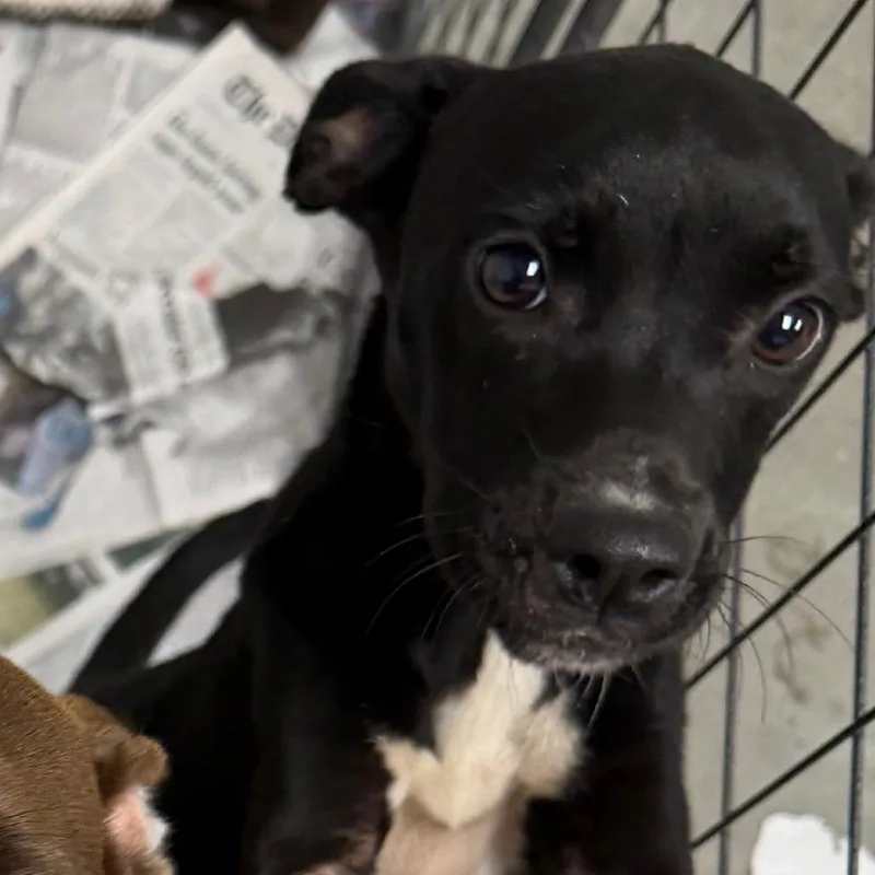 A baby small-sized female Terrier dog named Cloe for adoption in Marshall, TX
