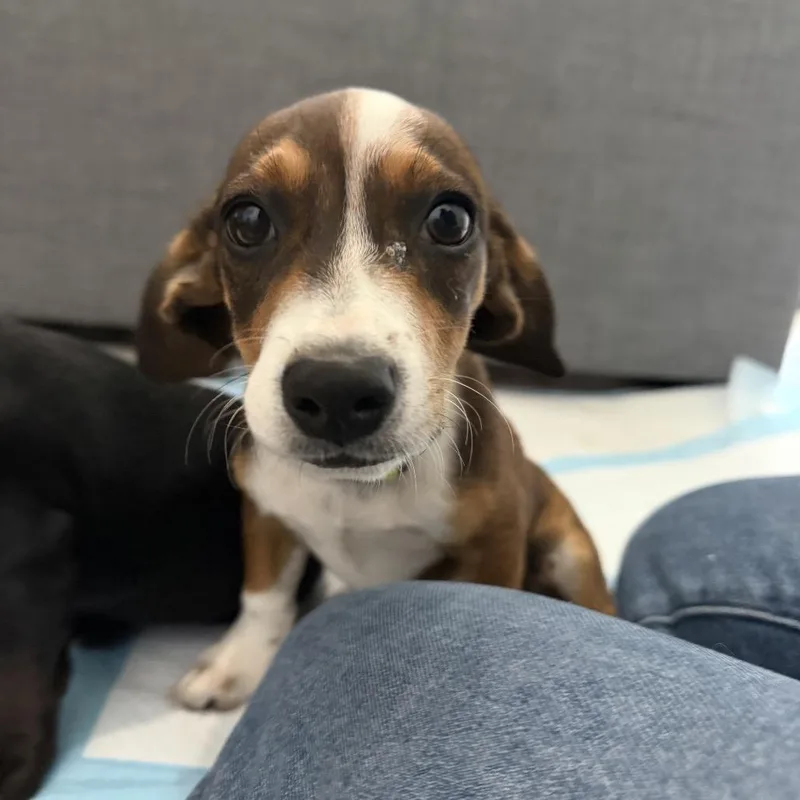 A baby small-sized male Brown / Chocolate Dachshund dog named Link for adoption in Rockville, MD