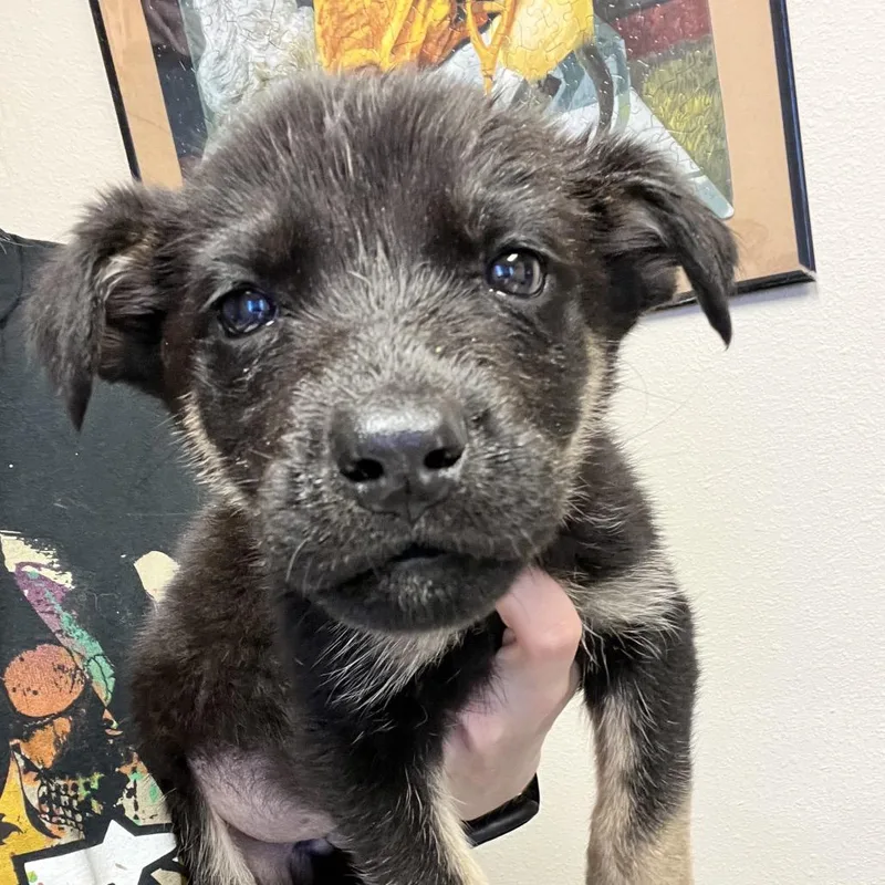 A baby small-sized male Black Mixed Breed dog named Pickles for adoption in Bismarck, ND