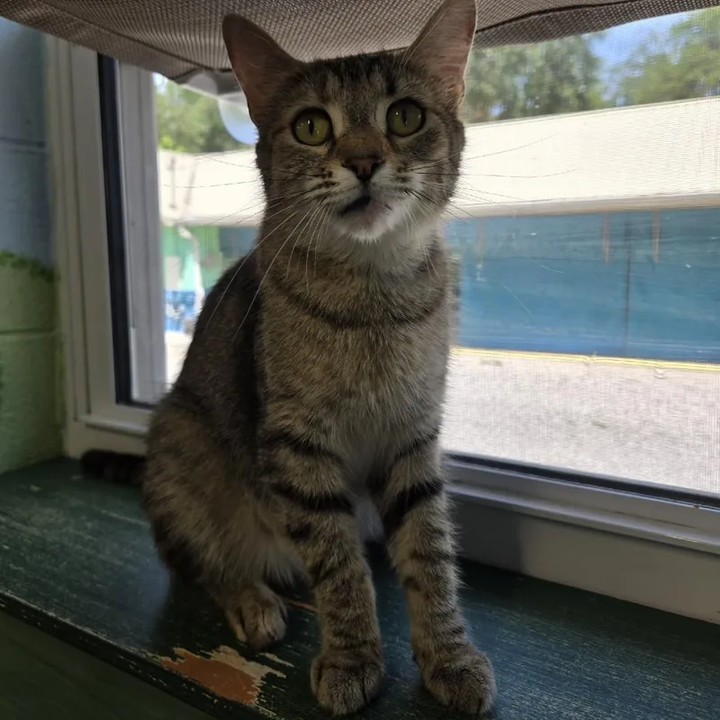A young medium-sized female Gray / Blue / Silver Domestic Short Hair cat named Firefly for adoption in Newport, TN