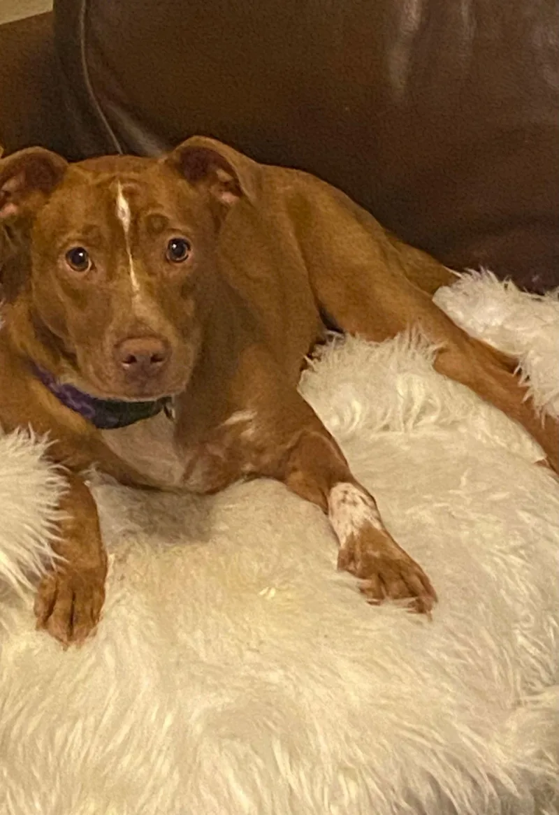 Campbell thumbnail 2