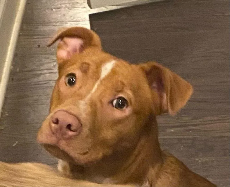 Campbell thumbnail 3