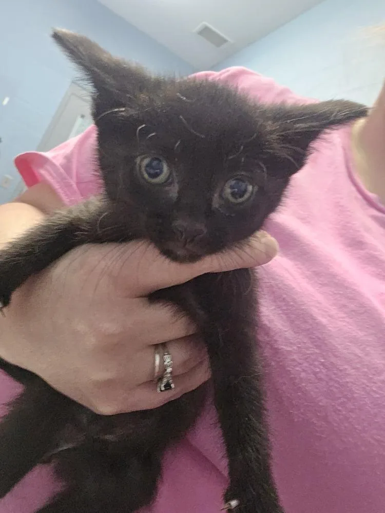 A baby small-sized male Black Domestic Short Hair cat named Iga for adoption in Evansville, IN
