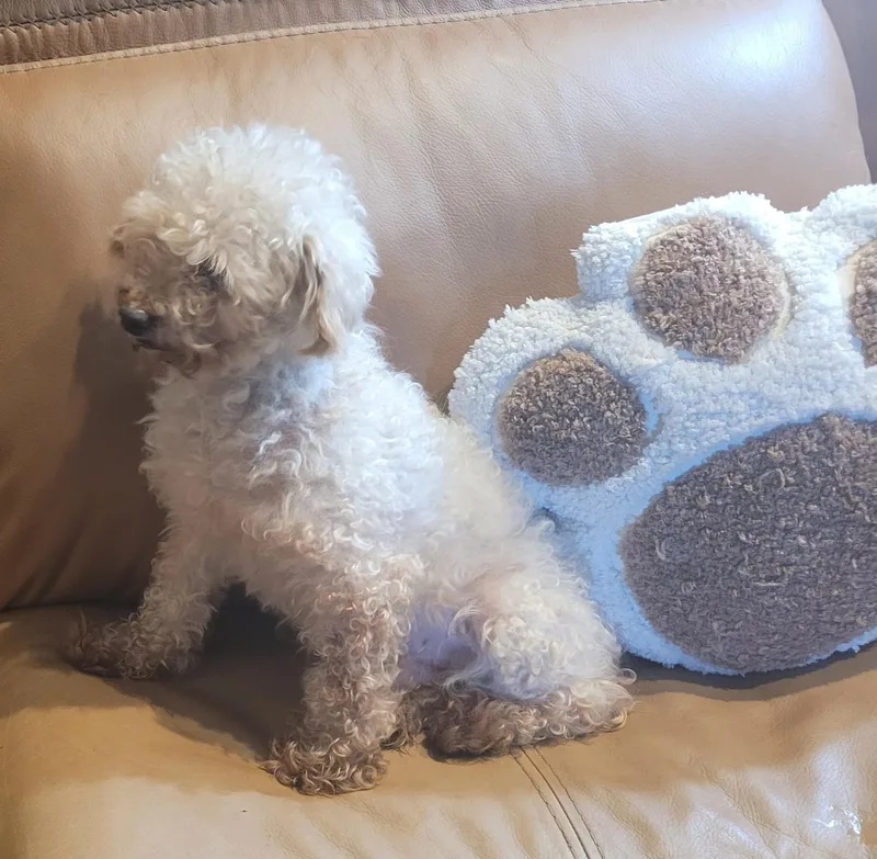 Peanut thumbnail 3