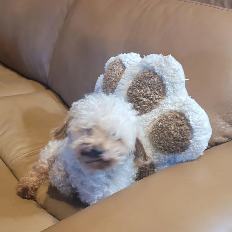Peanut thumbnail 4