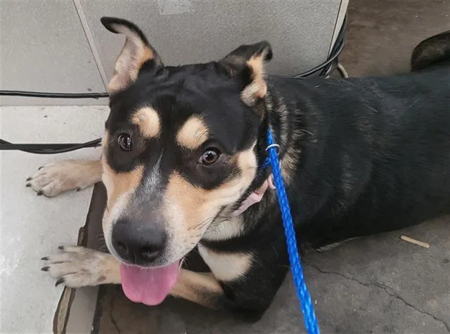A young large-sized female Mixed Breed dog named Chalupa for adoption in Dallas, TX