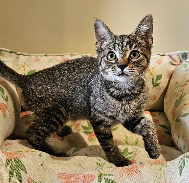 A baby small-sized female Domestic Short Hair cat named Possum for adoption in Fremont, OH