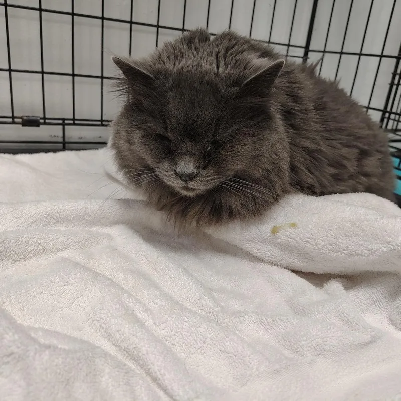Precious