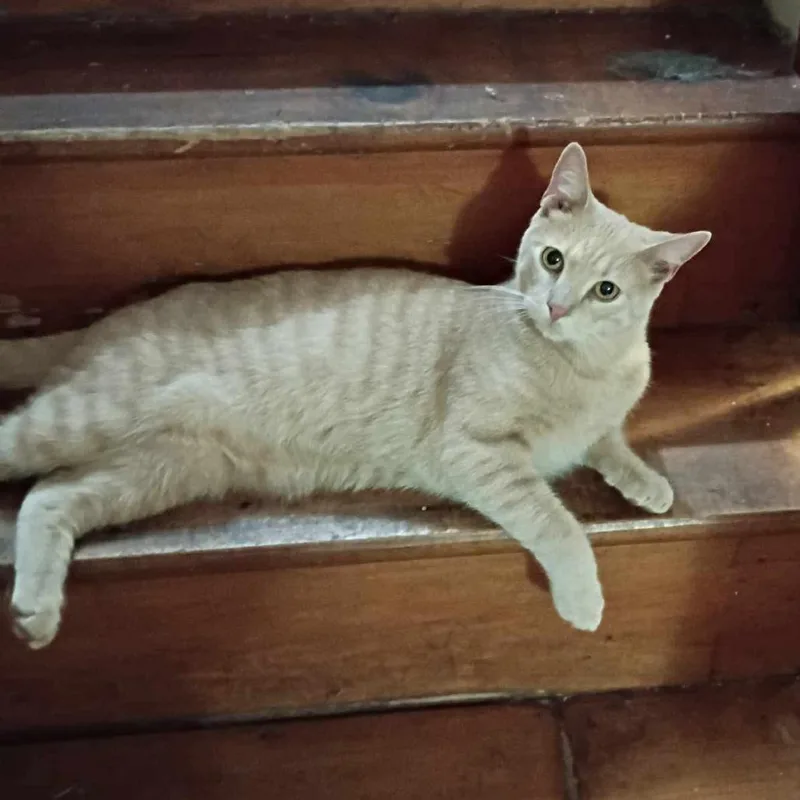 An adult small-sized male Buff / Tan / Fawn Domestic Short Hair cat named Bean for adoption in Johnstown, PA