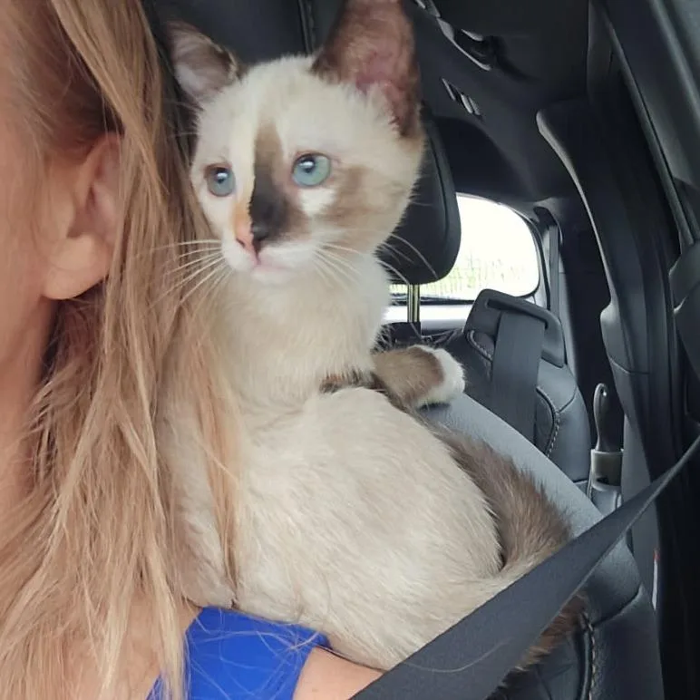 A baby small-sized female White Domestic Short Hair cat named Squeaky for adoption in Webster, TX