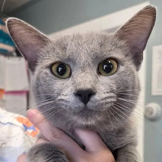 A young medium-sized male Domestic Short Hair cat named Sterling for adoption in Warwick, RI