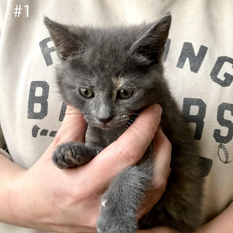 A baby small-sized female Tortoiseshell Domestic Short Hair cat named Ash for adoption in Manheim, PA