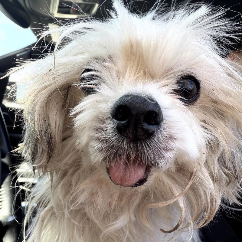 A senior small-sized male White / Cream Maltese dog named Sid The Slothington Einstein for adoption in Northbrook, IL
