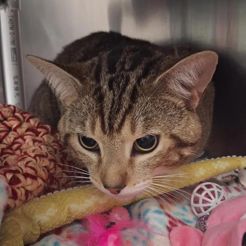 An adult large-sized male Brown / Chocolate Domestic Short Hair cat named Big Cheese for adoption in West Palm Beach, FL