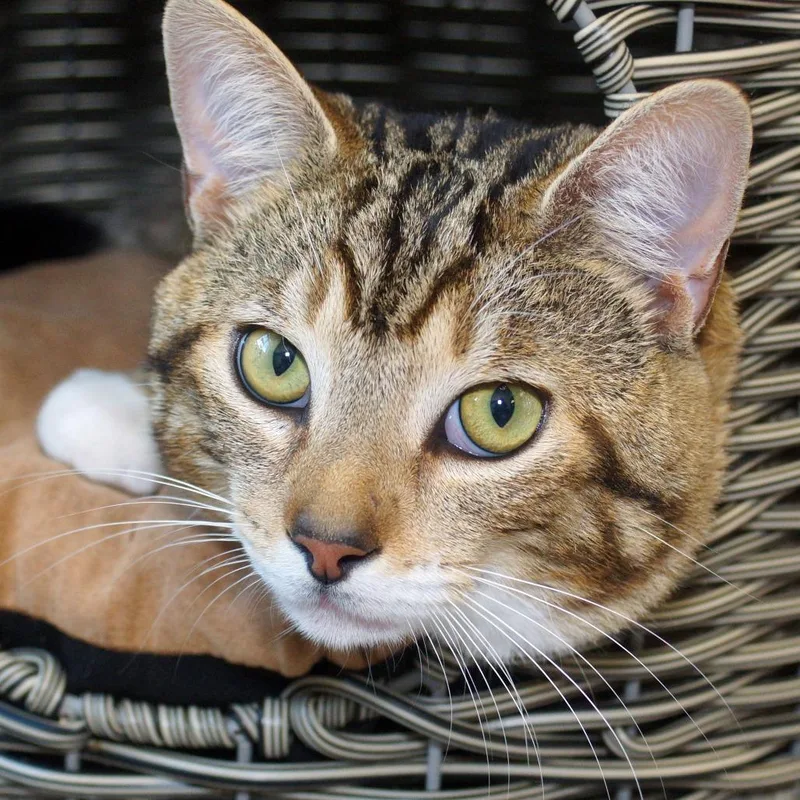 Big Cheese thumbnail 2