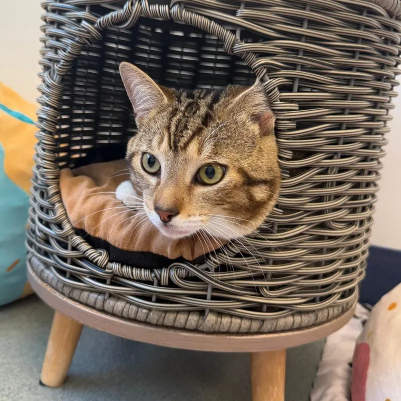 Big Cheese thumbnail 3