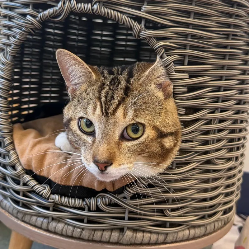 Big Cheese thumbnail 4