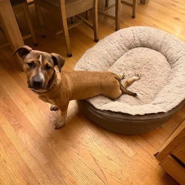 A young medium-sized male Bicolor American Staffordshire Terrier dog named Bam Bam Lovable Lug for adoption in Friendswood, TX
