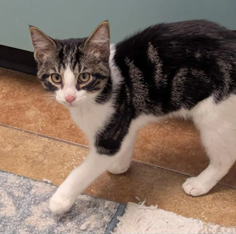 A baby medium-sized male Domestic Short Hair cat named Boomer for adoption in South Bend, IN