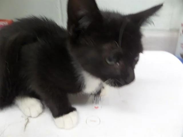 A baby small-sized male Domestic Short Hair cat named Buckley for adoption in Augusta, GA