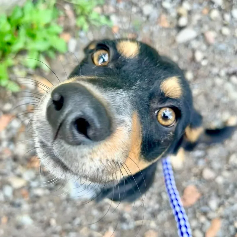 A young medium-sized male Dachshund dog named Banks for adoption in Pottsville, PA