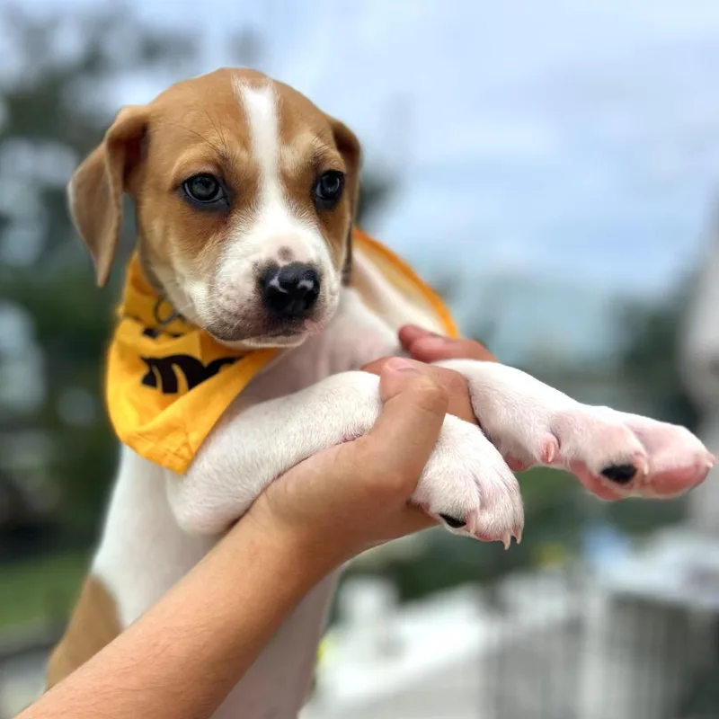 A baby small-sized female White / Cream Anatolian Shepherd dog named Angela for adoption in Tampa, FL