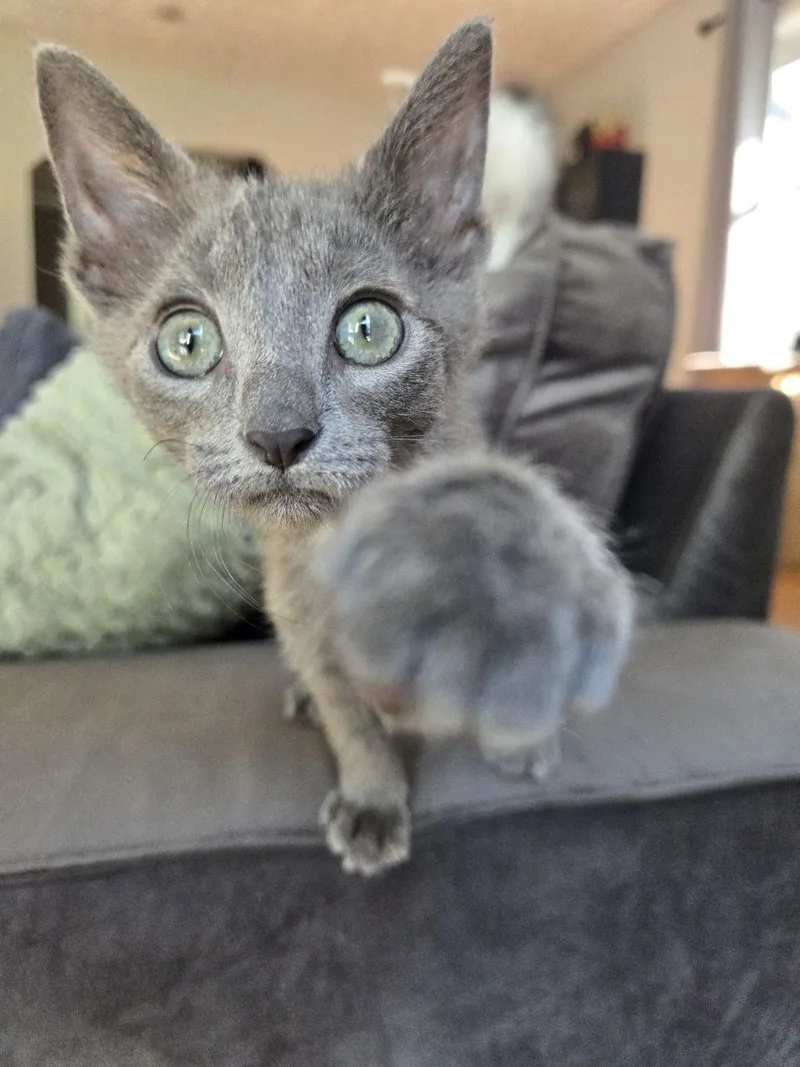 A baby medium-sized female Gray / Blue / Silver Domestic Short Hair cat named Ragamuffin for adoption in Royal Oak, MI