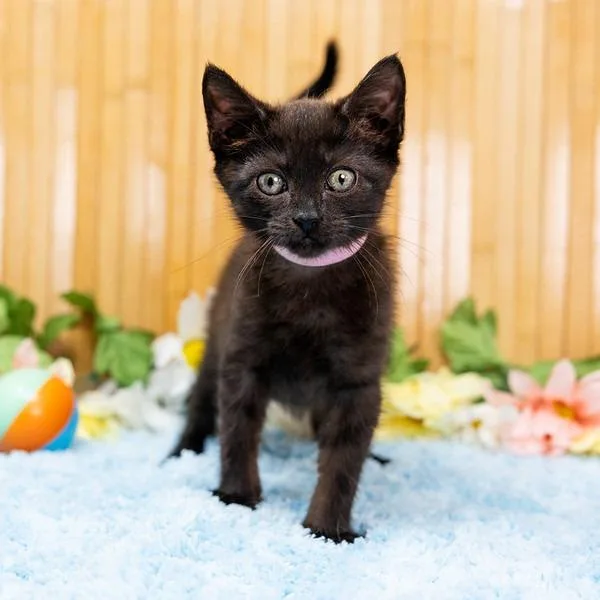 A baby small-sized female Black Domestic Short Hair cat named Raven for adoption in Durham, NC