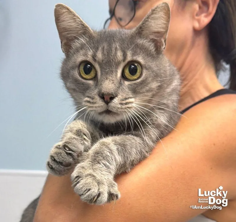 An adult medium-sized female Domestic Short Hair cat named Earhart for adoption in Washington, DC