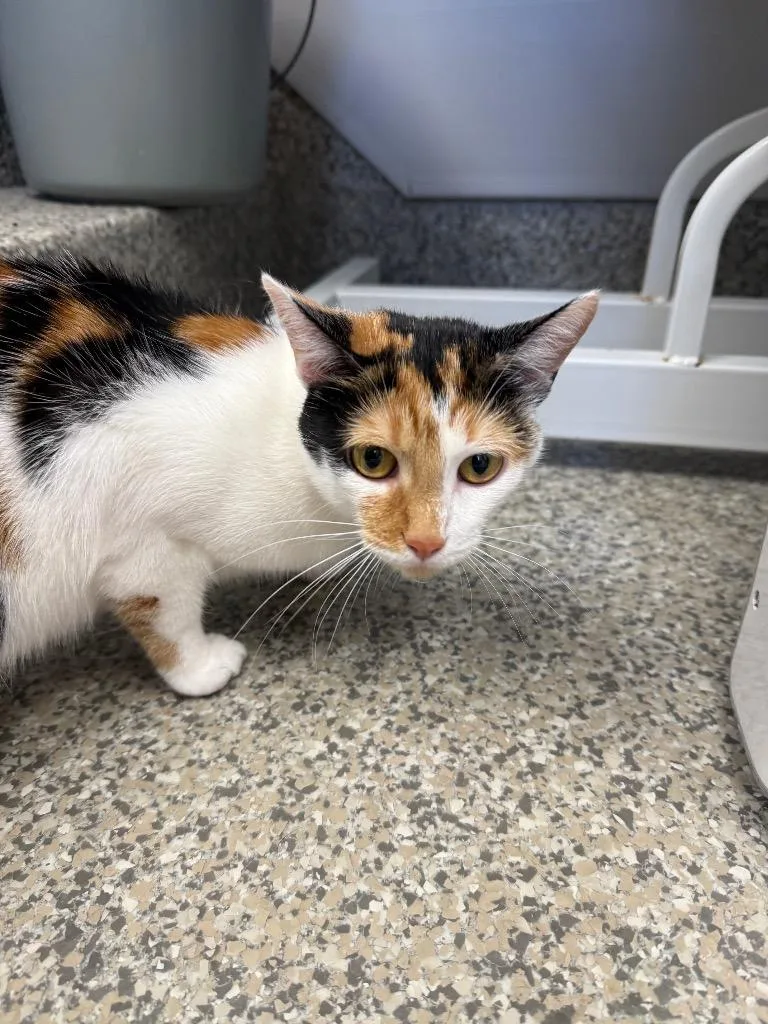 A baby medium-sized female American Shorthair cat named Egg Custard for adoption in Van Wert, OH