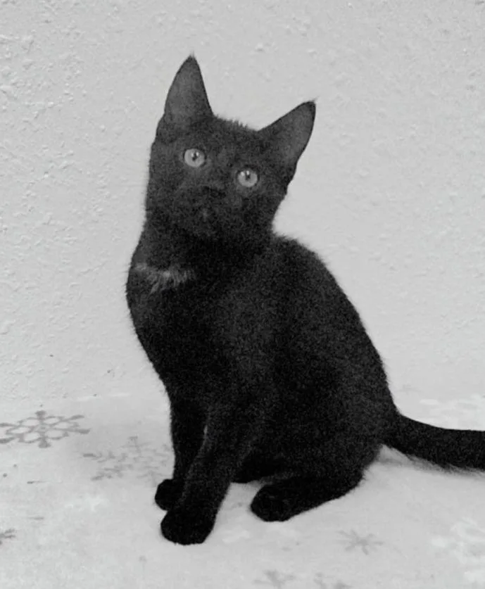 A baby medium-sized female Black Domestic Short Hair cat named Pepsi for adoption in Red Wing, MN