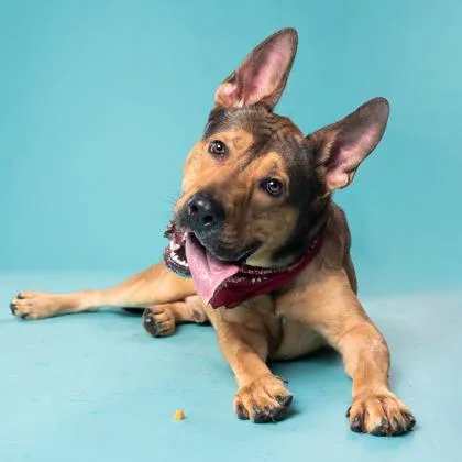An adult large-sized male Mixed Breed dog named Cool guy for adoption in Atlanta, GA