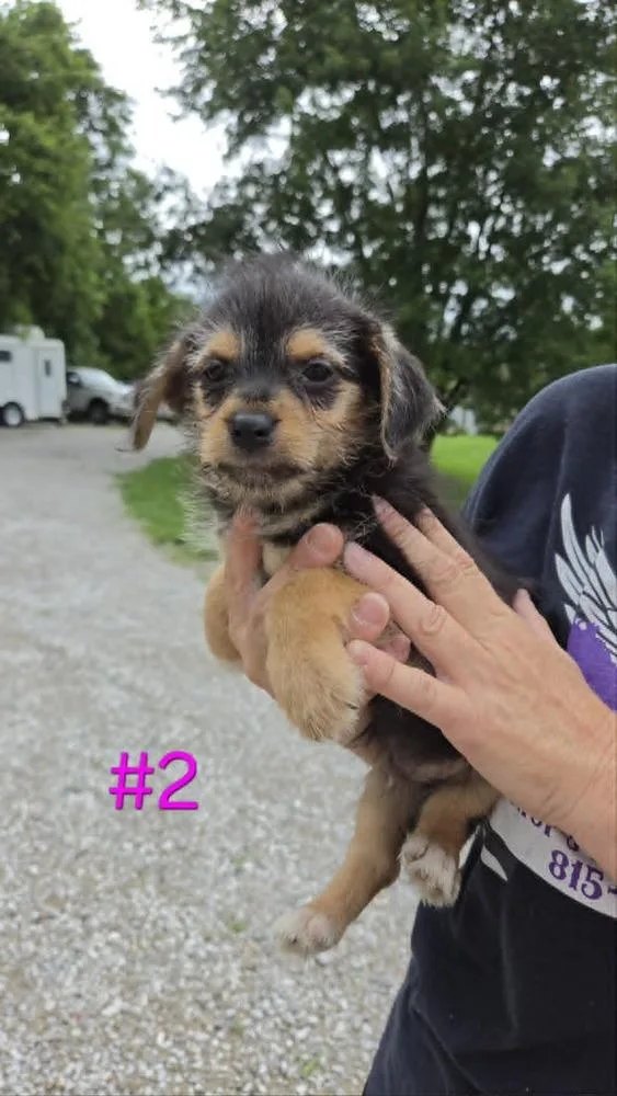 Wooley thumbnail 2