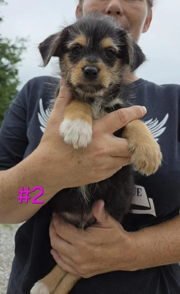 Wooley thumbnail 3