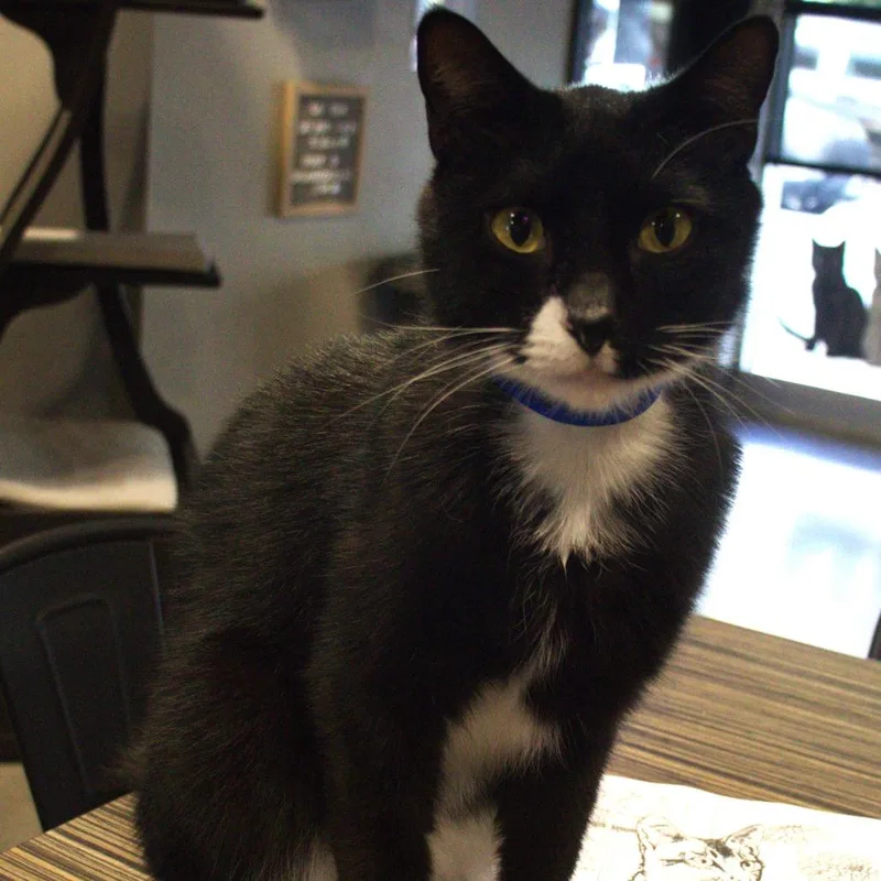 An adult large-sized male Black Domestic Short Hair cat named Sebastian for adoption in Lakeland, FL