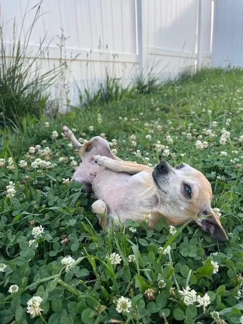 Lily thumbnail 3