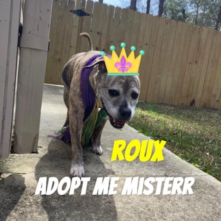 A senior medium-sized female Brindle Pit Bull Terrier dog named Roux for adoption in Mandeville, LA