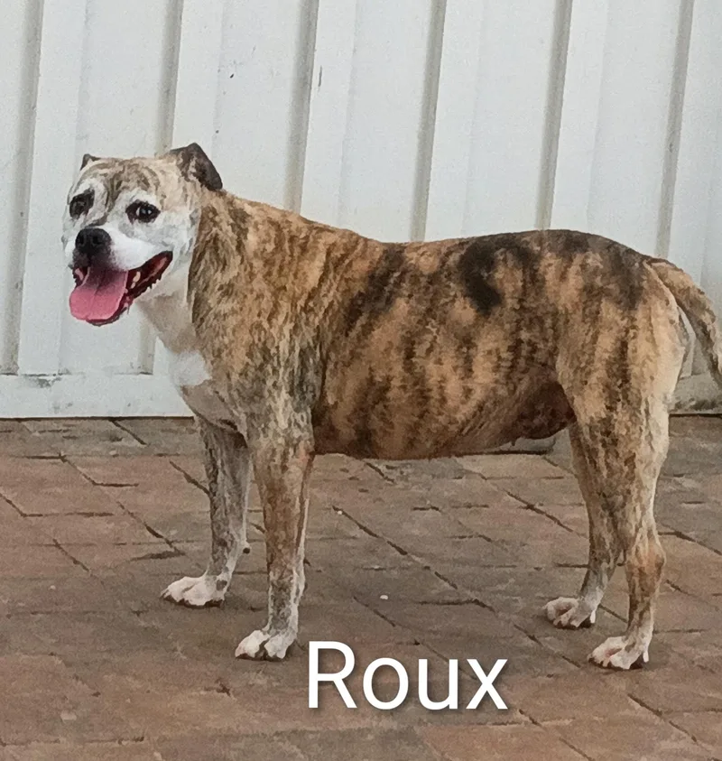Roux thumbnail 6