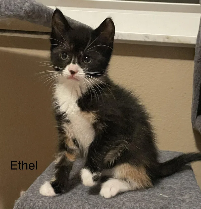 A baby medium-sized female Tortoiseshell cat named Ethel for adoption in Orlando, FL