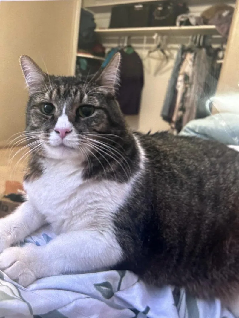 A senior extra large-sized male Domestic Short Hair cat named Felix for adoption in Hurricane, UT